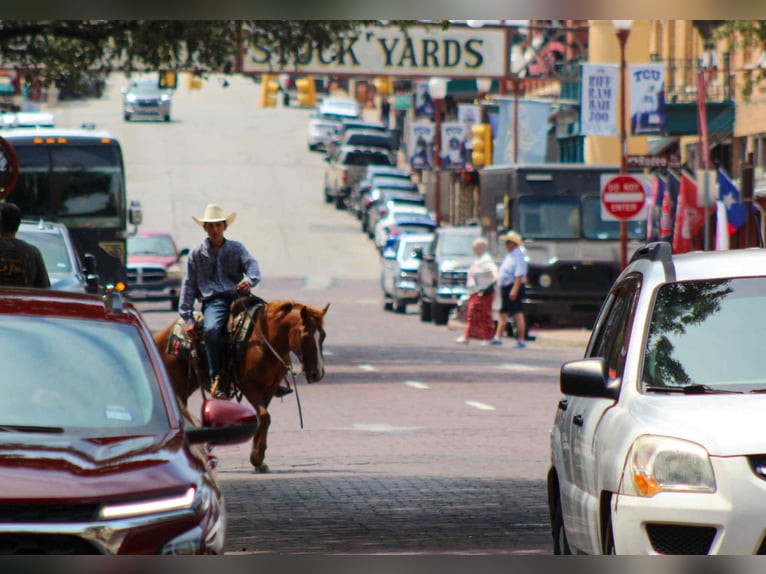 American Quarter Horse Gelding 7 years 12,3 hh Chestnut in Stephenville TX