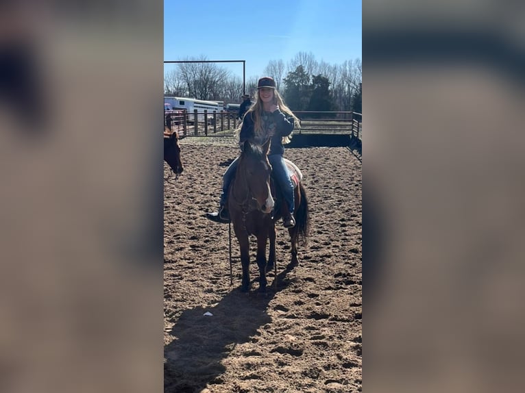 American Quarter Horse Gelding 7 years 13,1 hh Bay in Waterloo IL