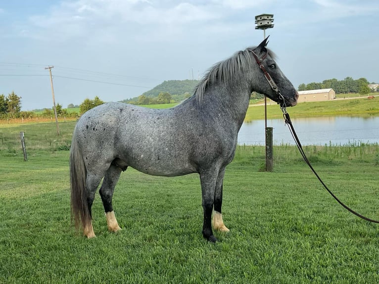 American Quarter Horse Gelding 7 years 13,1 hh Roan-Blue in Cave City KY