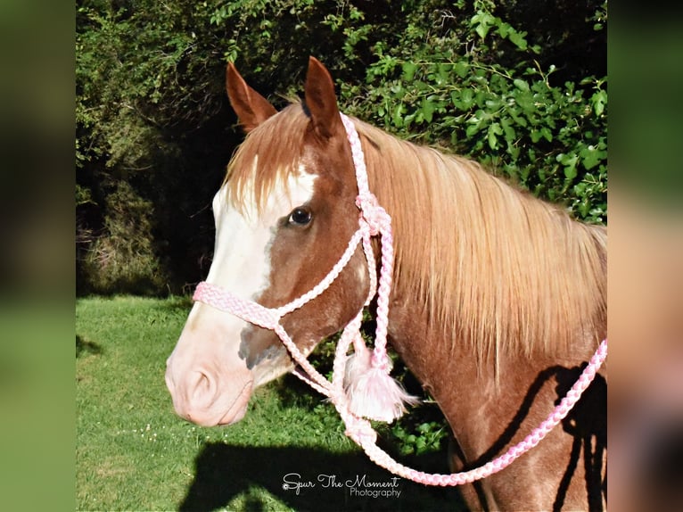 American Quarter Horse Gelding 7 years 13,1 hh Roan-Red in Van Horne IA