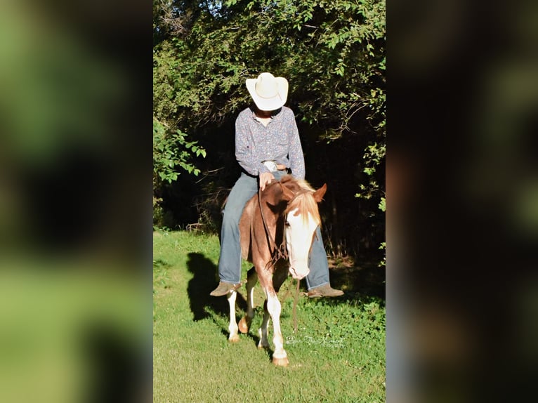 American Quarter Horse Gelding 7 years 13,1 hh Roan-Red in Van Horne IA