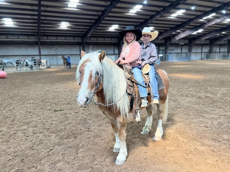 American Quarter Horse Gelding 7 years 13,2 hh Chestnut in Sweet Springs MO