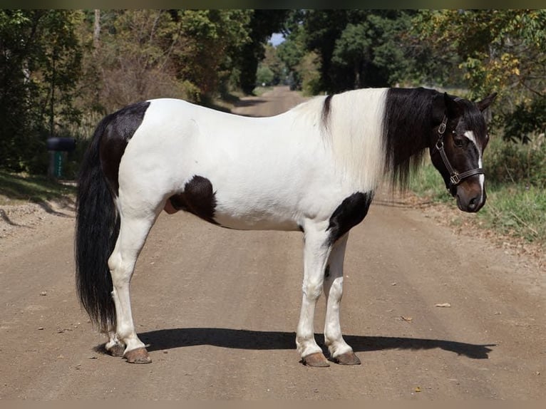 American Quarter Horse Gelding 7 years 13,2 hh Tobiano-all-colors in Howell MI