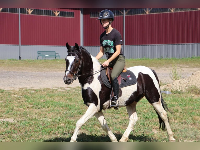 American Quarter Horse Gelding 7 years 13,2 hh Tobiano-all-colors in Howell MI