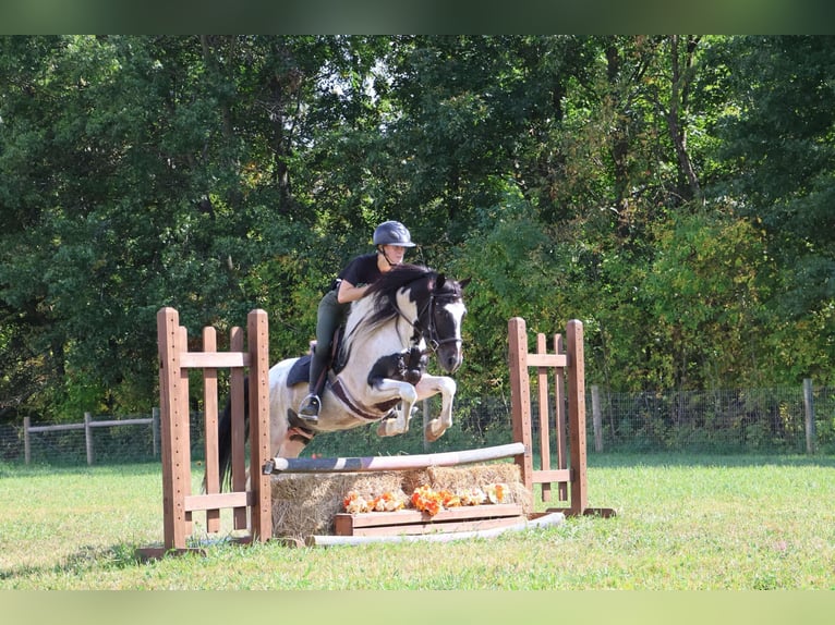 American Quarter Horse Gelding 7 years 13,2 hh Tobiano-all-colors in Howell MI