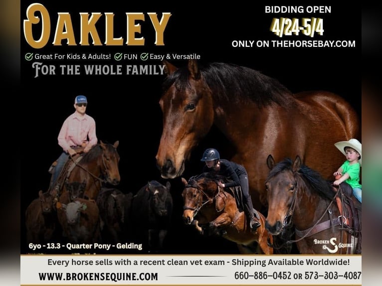 American Quarter Horse Gelding 7 years 13.3 hh Bay in Bogard, MO