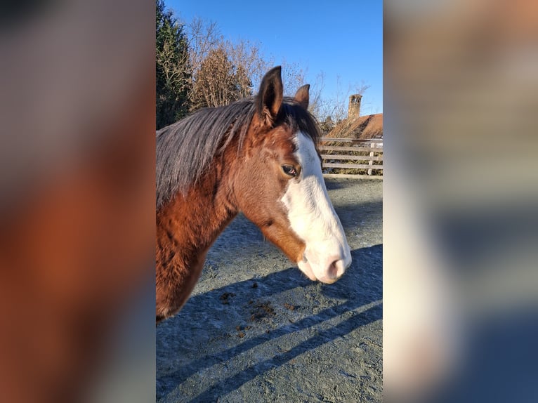 American Quarter Horse Mix Gelding 7 years 13.3 hh Brown in Klostermarienberg