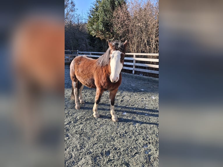 American Quarter Horse Mix Gelding 7 years 13.3 hh Brown in Klostermarienberg