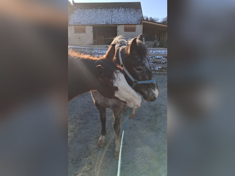 American Quarter Horse Mix Gelding 7 years 13.3 hh Brown in Klostermarienberg