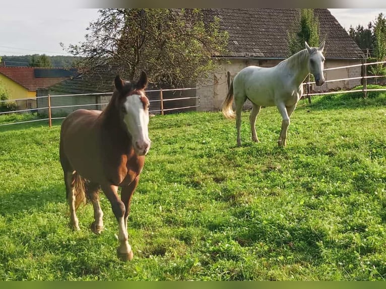 American Quarter Horse Mix Gelding 7 years 13.3 hh Brown in Klostermarienberg