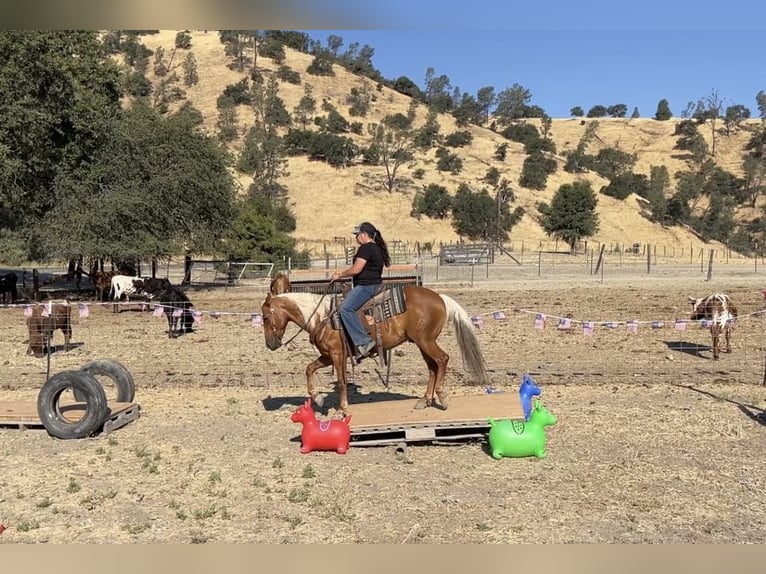 American Quarter Horse Gelding 7 years 13,3 hh Palomino in Paicines CA