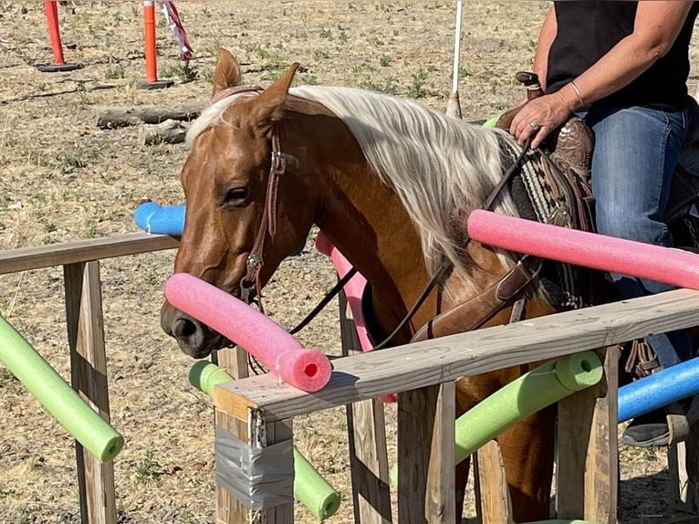 American Quarter Horse Gelding 7 years 13,3 hh Palomino in Paicines CA