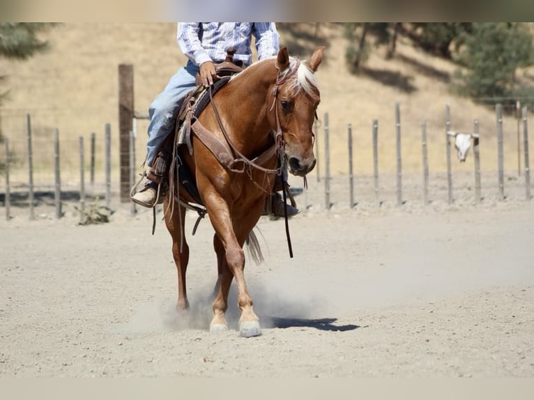 American Quarter Horse Gelding 7 years 13,3 hh Palomino in Paicines CA