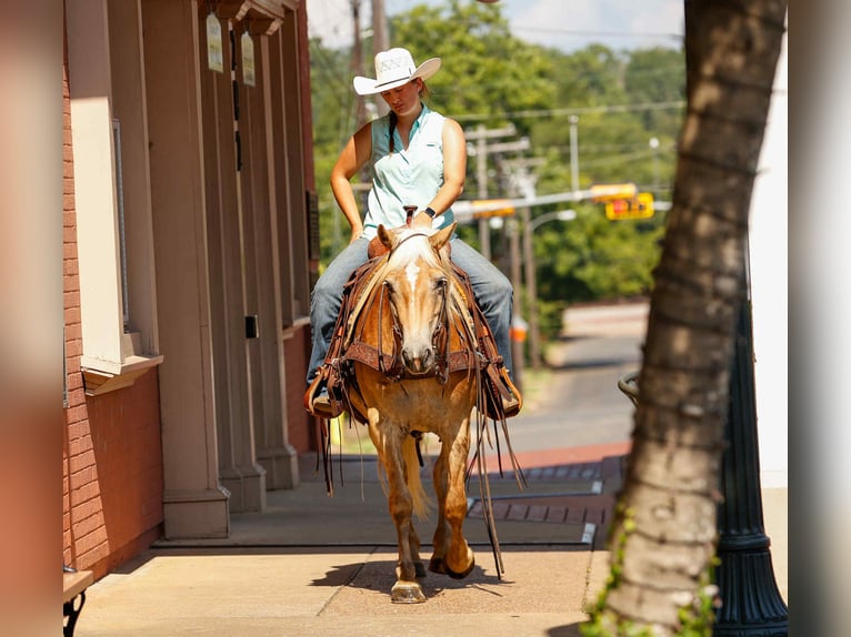 American Quarter Horse Gelding 7 years 13.3 hh Palomino in Rusk TX