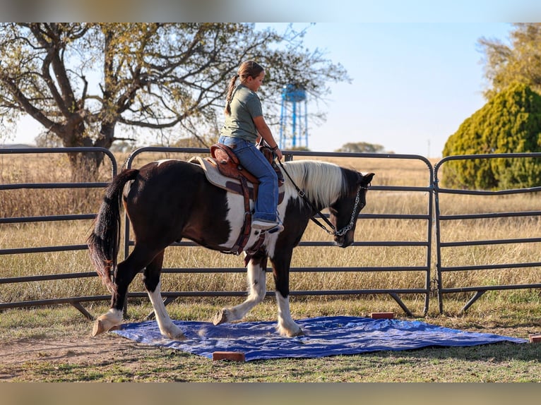 American Quarter Horse Gelding 7 years 13.3 hh Pinto in Forney