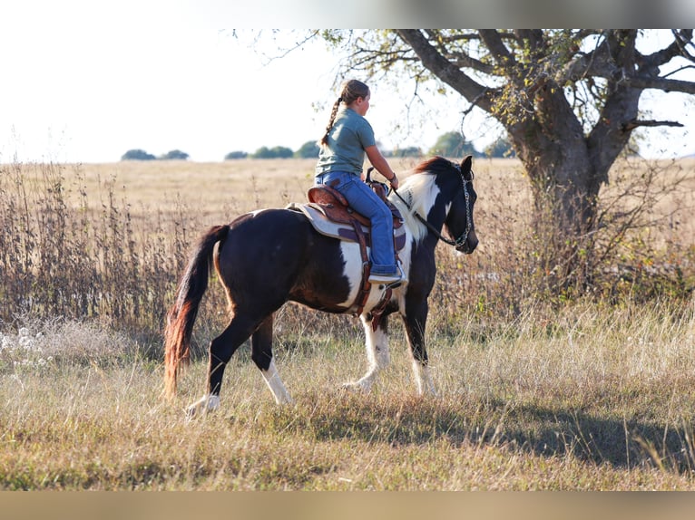 American Quarter Horse Gelding 7 years 13.3 hh Pinto in Forney