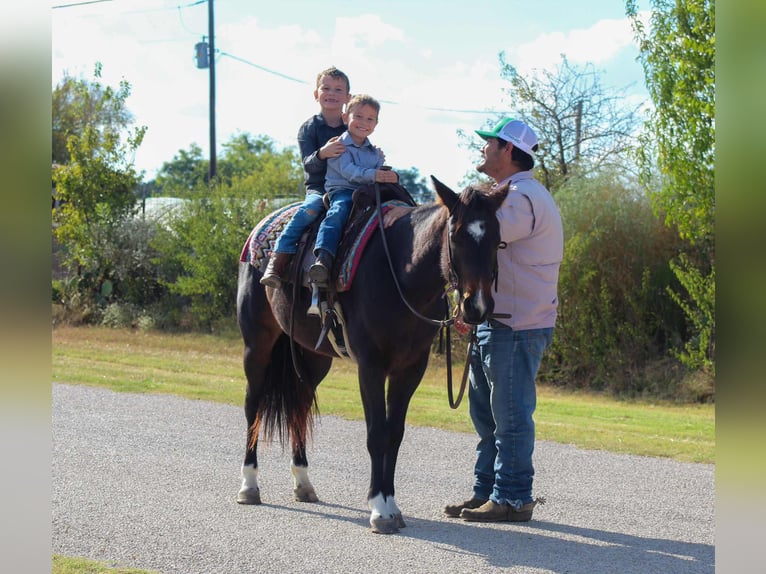 American Quarter Horse Gelding 7 years 13 hh Bay in Stephenville TX