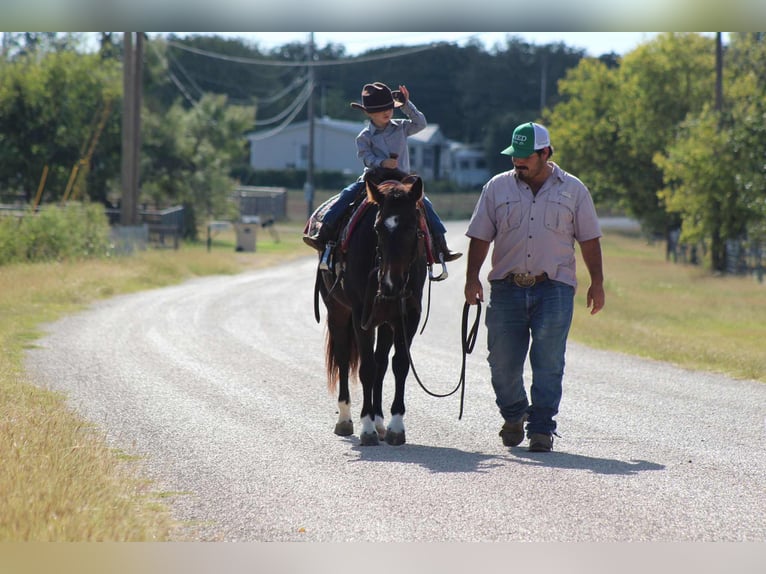American Quarter Horse Gelding 7 years 13 hh Bay in Stephenville TX