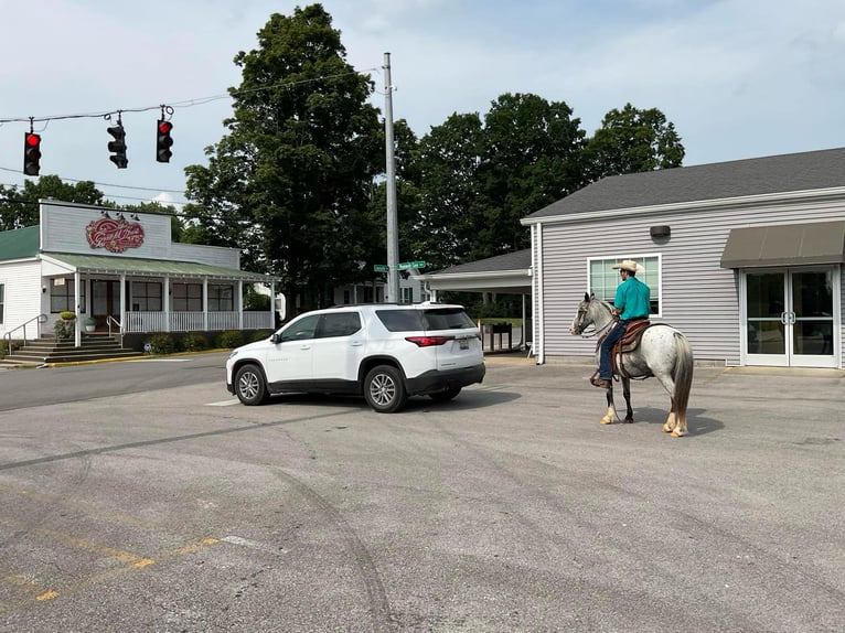 American Quarter Horse Gelding 7 years 13,1 hh Roan-Blue in Cave City KY