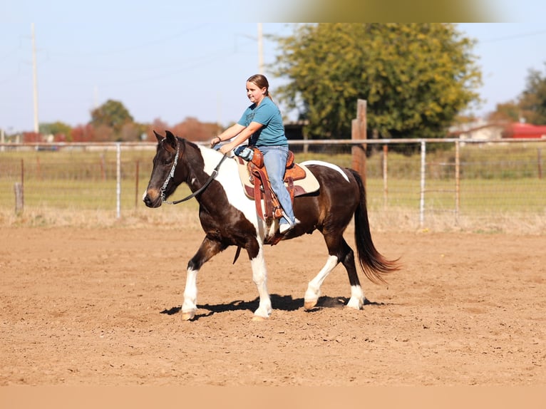 American Quarter Horse Gelding 7 years 13,3 hh Pinto in Forney