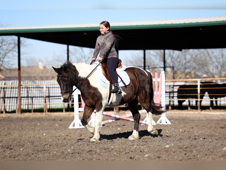 American Quarter Horse Gelding 7 years 13,3 hh Pinto in Forney