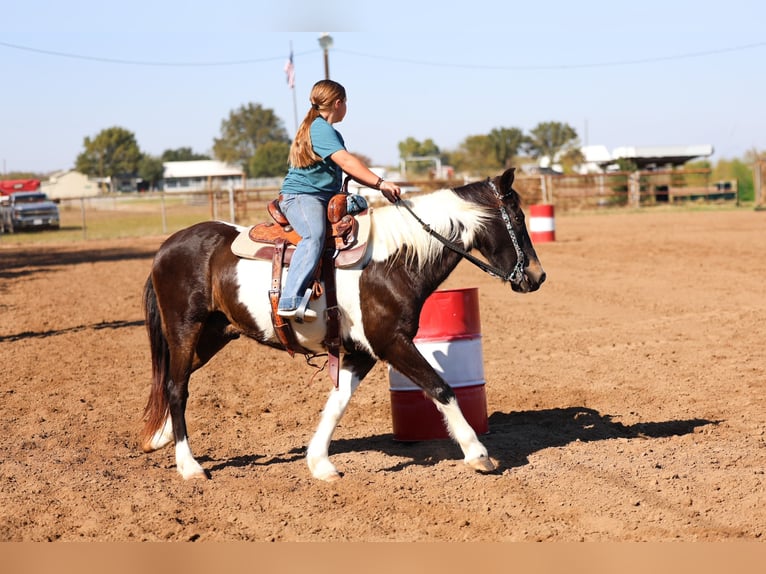 American Quarter Horse Gelding 7 years 13,3 hh Pinto in Forney