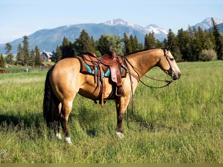 American Quarter Horse Gelding 7 years 14,1 hh Buckskin in Caldwell ID