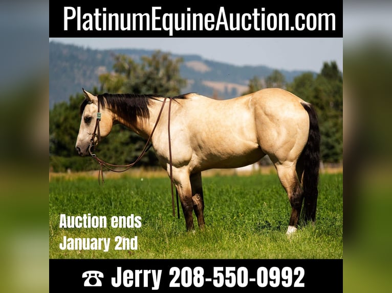 American Quarter Horse Gelding 7 years 14,1 hh Buckskin in Wickenburg AZ