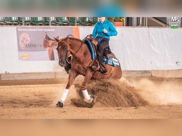 American Quarter Horse Gelding 7 years 14.1 hh Chestnut in Ensdorf