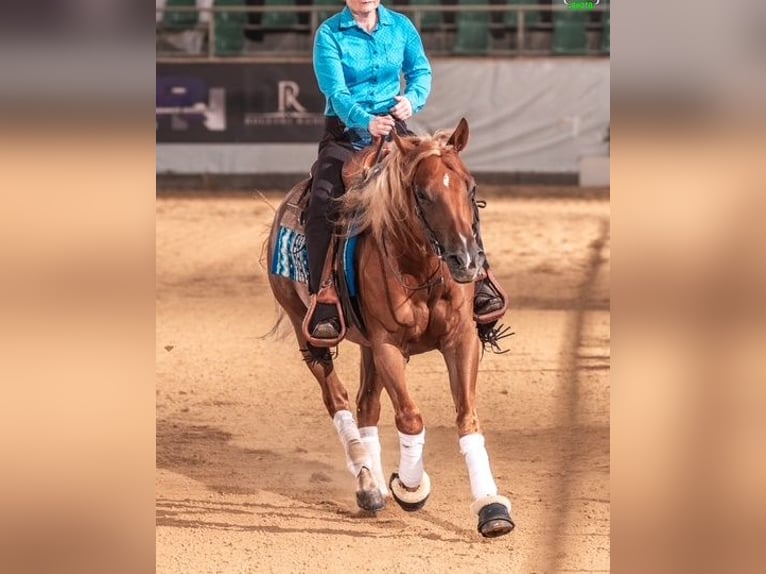 American Quarter Horse Gelding 7 years 14.1 hh Chestnut in Ensdorf