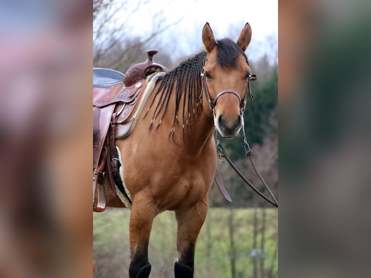 American Quarter Horse Gelding 7 years 14.1 hh Dun in Tuntenhausen