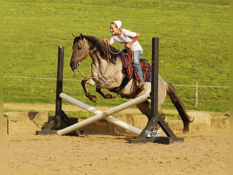 American Quarter Horse Gelding 7 years 14.1 hh Grullo in Millersburg