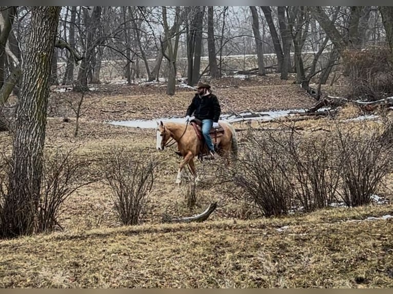 American Quarter Horse Gelding 7 years 14,1 hh Palomino in Sheffield, IA