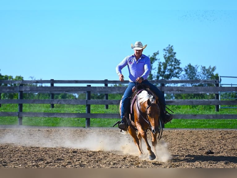 American Quarter Horse Gelding 7 years 14,1 hh Palomino in Fredericksburg, OH