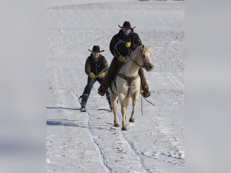 American Quarter Horse Gelding 7 years 14,1 hh Palomino in Bernard, IA