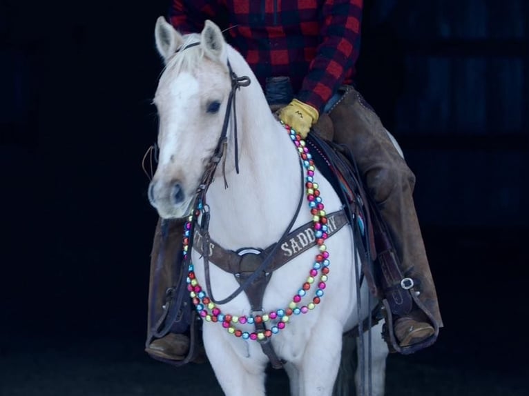 American Quarter Horse Gelding 7 years 14,1 hh Palomino in Bernard, IA