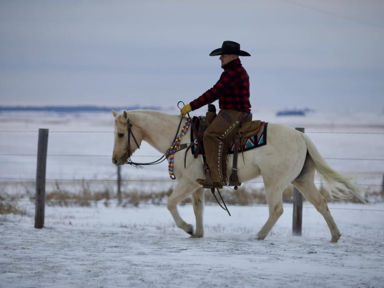 American Quarter Horse Gelding 7 years 14,1 hh Palomino in Bernard, IA