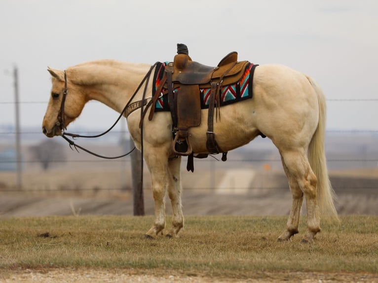 American Quarter Horse Gelding 7 years 14,1 hh Palomino in Bernard, IA