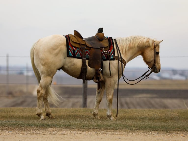 American Quarter Horse Gelding 7 years 14,1 hh Palomino in Bernard, IA