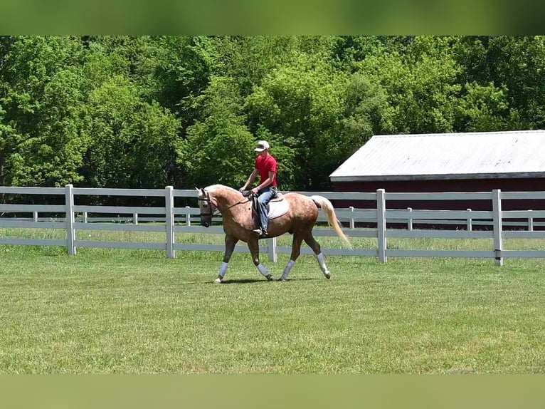 American Quarter Horse Gelding 7 years 14,1 hh Palomino in Sturgis MI