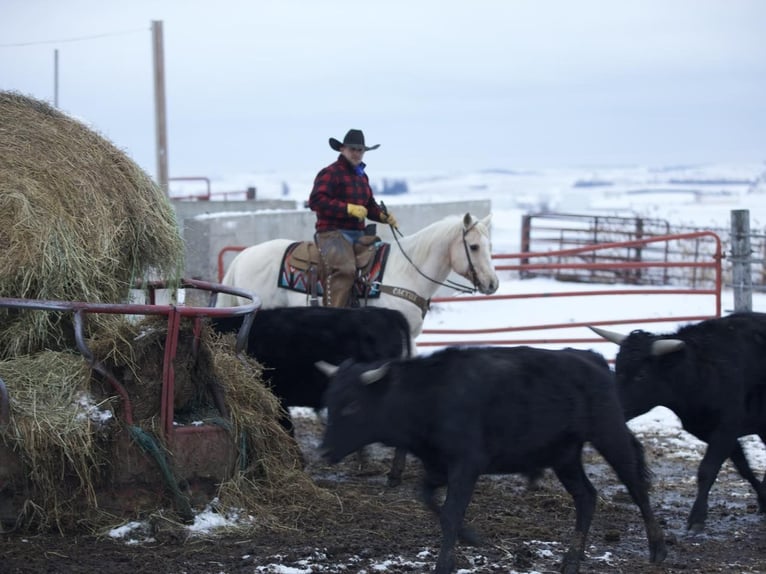 American Quarter Horse Gelding 7 years 14,1 hh in Bernard, IA