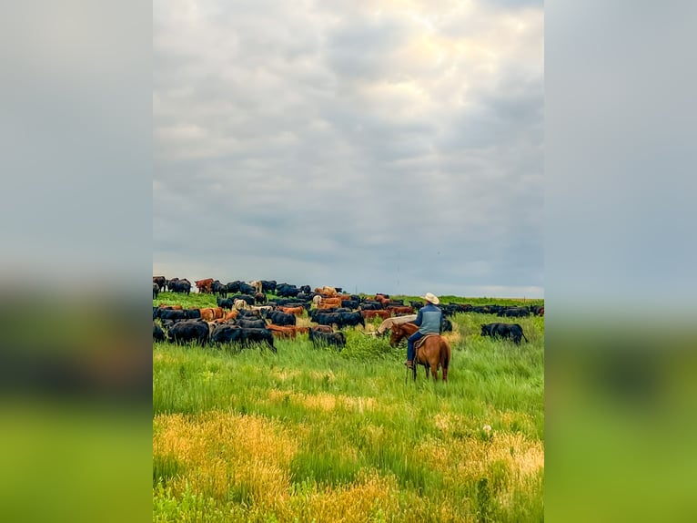American Quarter Horse Gelding 7 years 14,1 hh Red Dun in Amarillo, TX