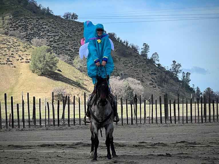 American Quarter Horse Gelding 7 years 14,1 hh Roan-Bay in Paices, CA