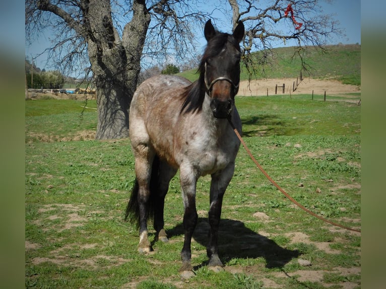 American Quarter Horse Gelding 7 years 14,1 hh Roan-Bay in Paices, CA