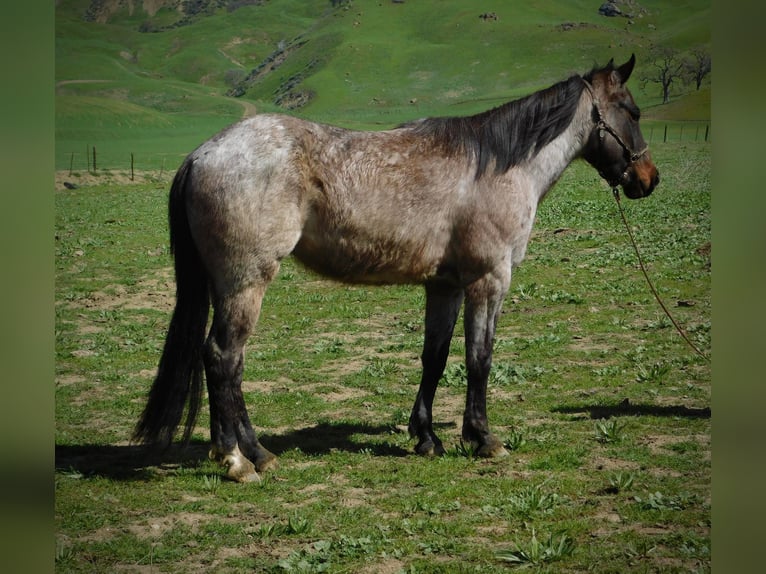 American Quarter Horse Gelding 7 years 14,1 hh Roan-Bay in Paices, CA