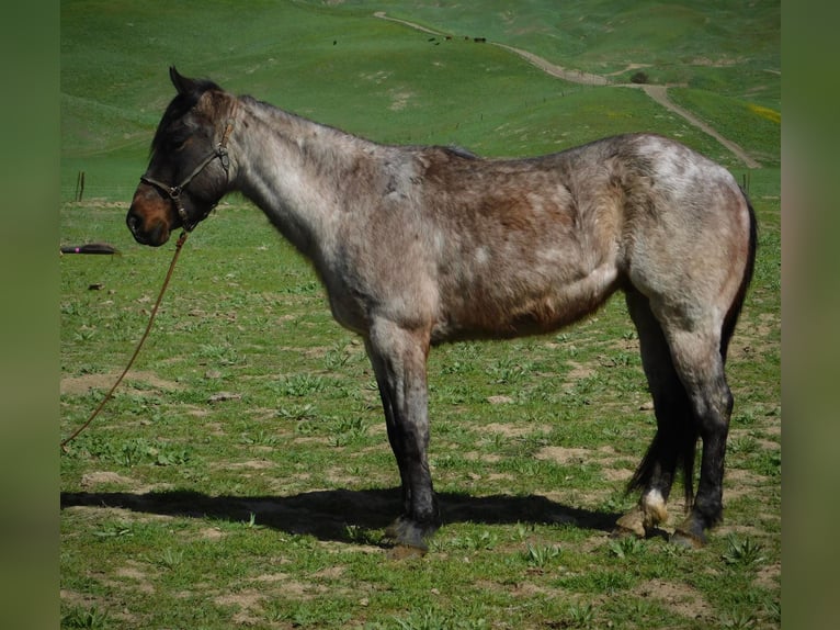 American Quarter Horse Gelding 7 years 14,1 hh Roan-Bay in Paices, CA