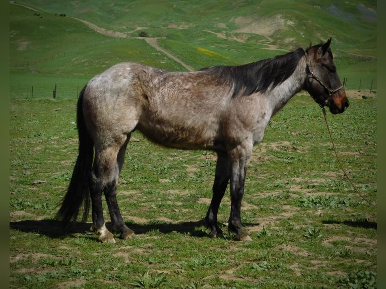 American Quarter Horse Gelding 7 years 14,1 hh Roan-Bay in Paices, CA