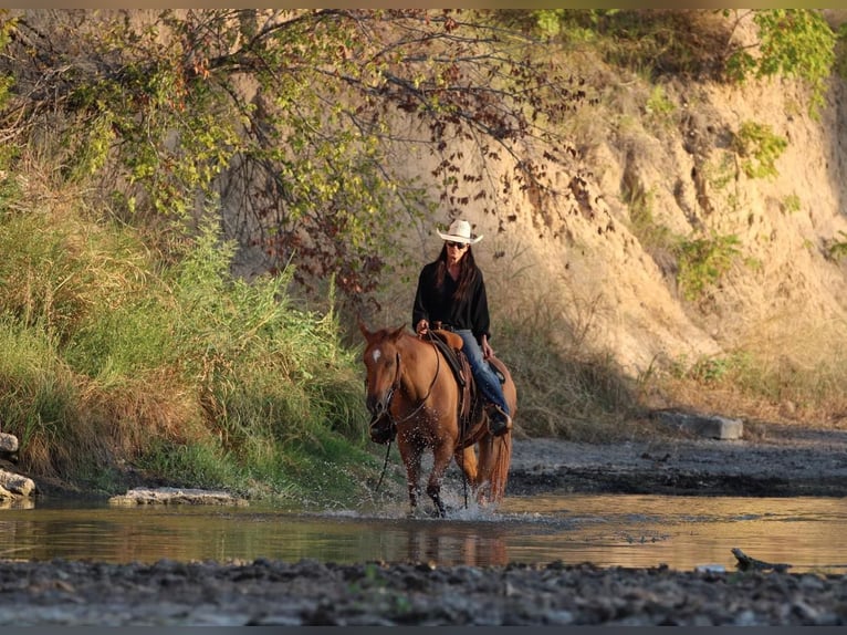 American Quarter Horse Gelding 7 years 14,1 hh Sorrel in Weatherford TX