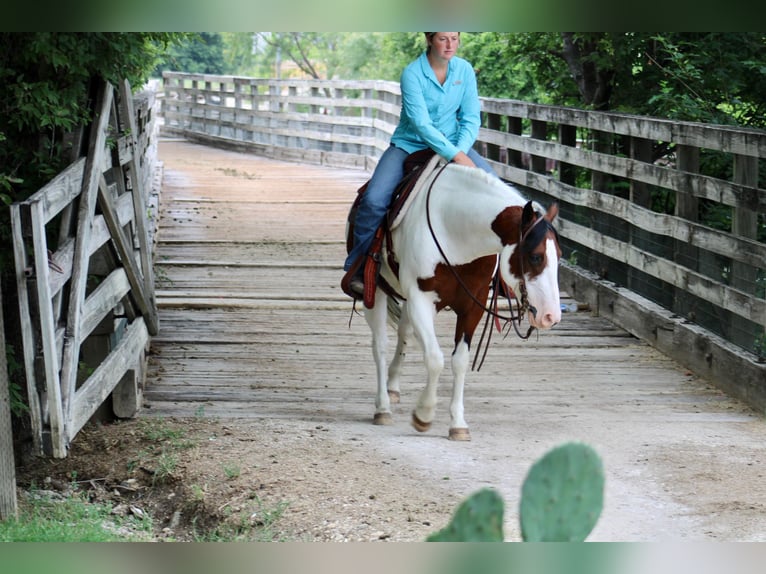 American Quarter Horse Gelding 7 years 14,1 hh Tobiano-all-colors in Eastland TX