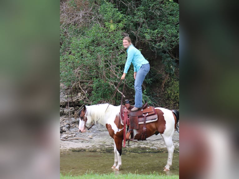 American Quarter Horse Gelding 7 years 14,1 hh Tobiano-all-colors in Eastland TX